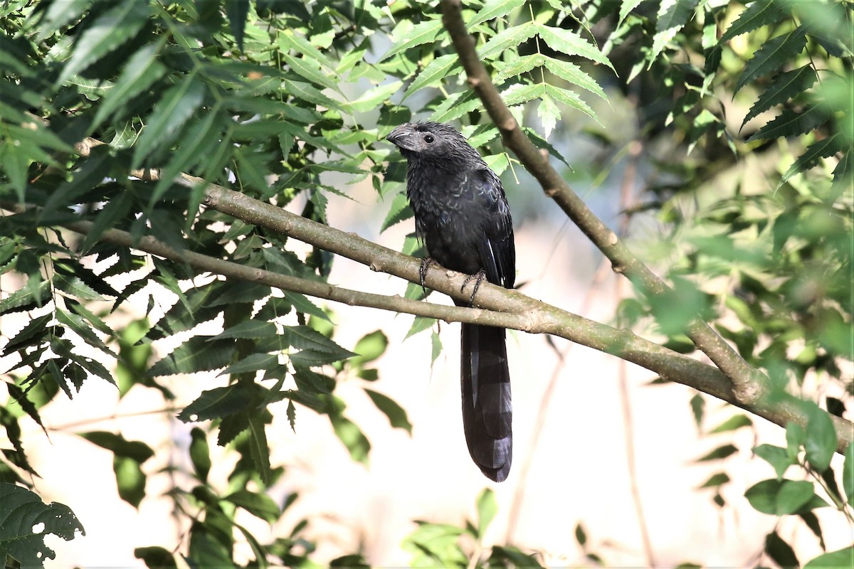 Groove-billed Ani - ML134829731