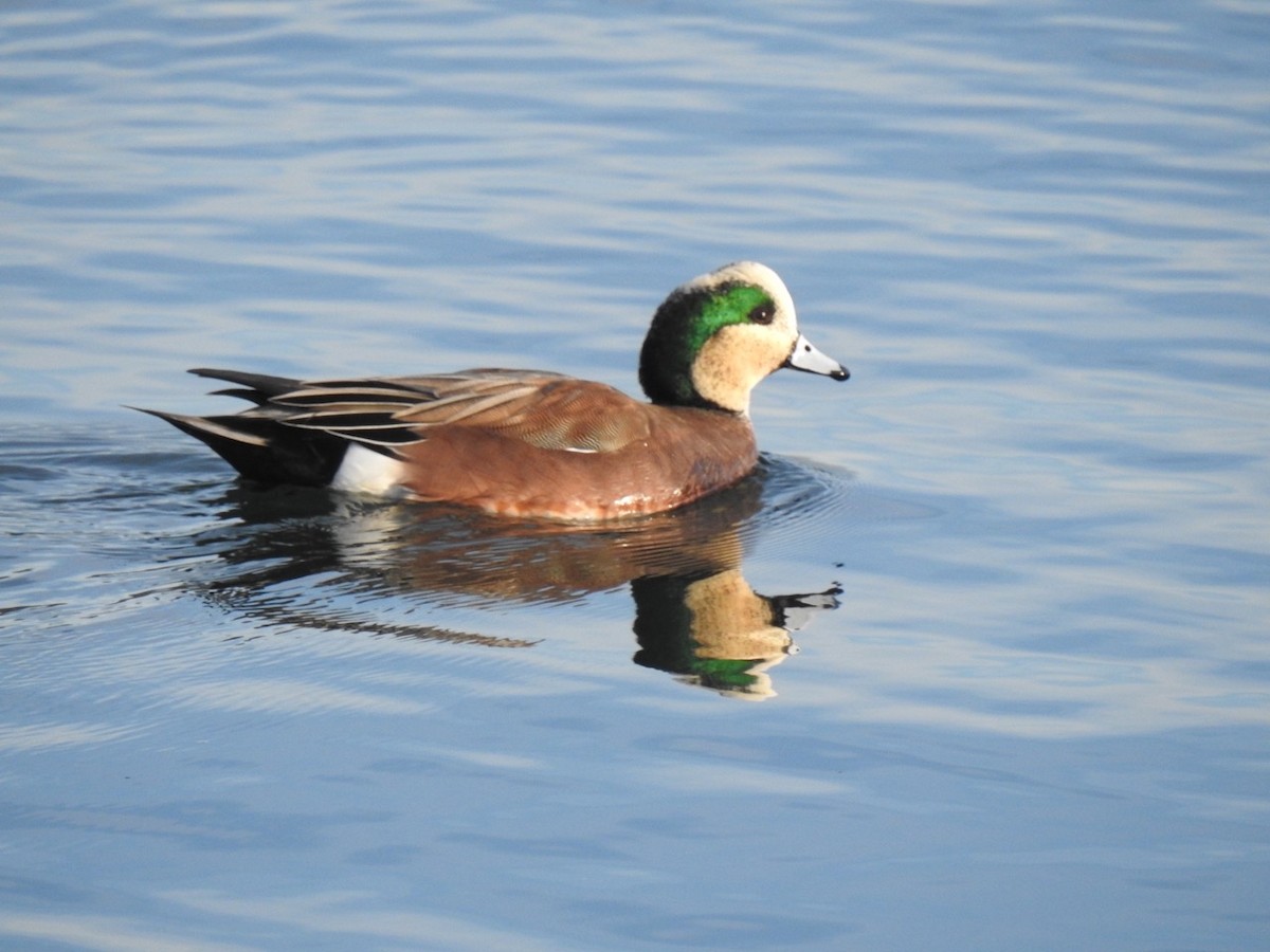 American Wigeon - ML134829811