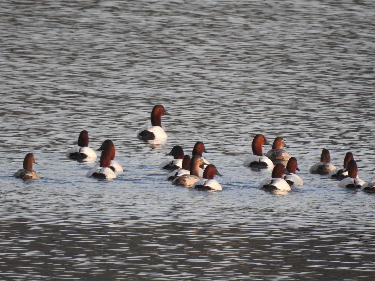 Canvasback - ML134829951