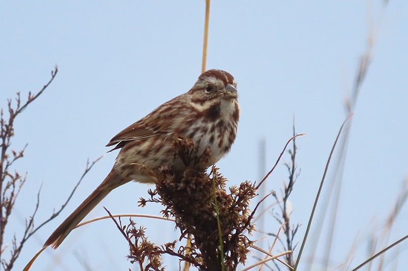 Song Sparrow - ML134830831