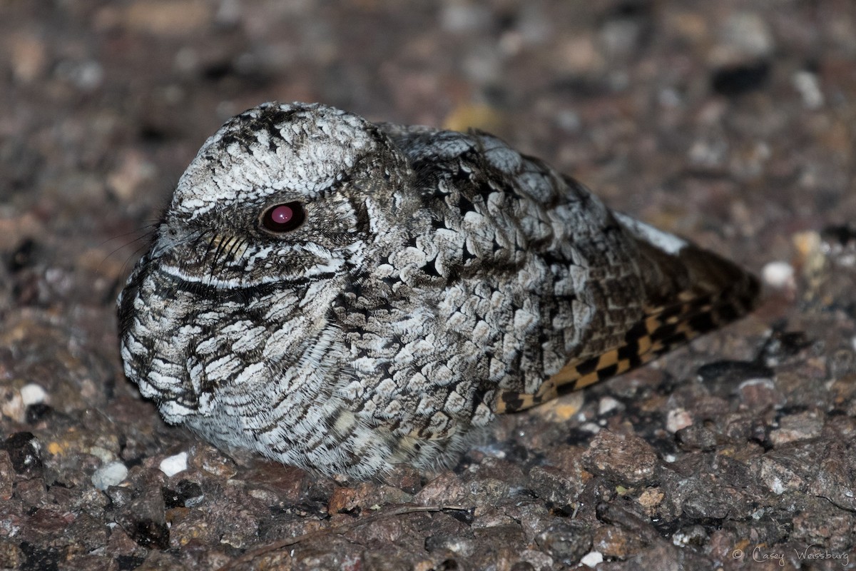 Common Poorwill - ML134830871