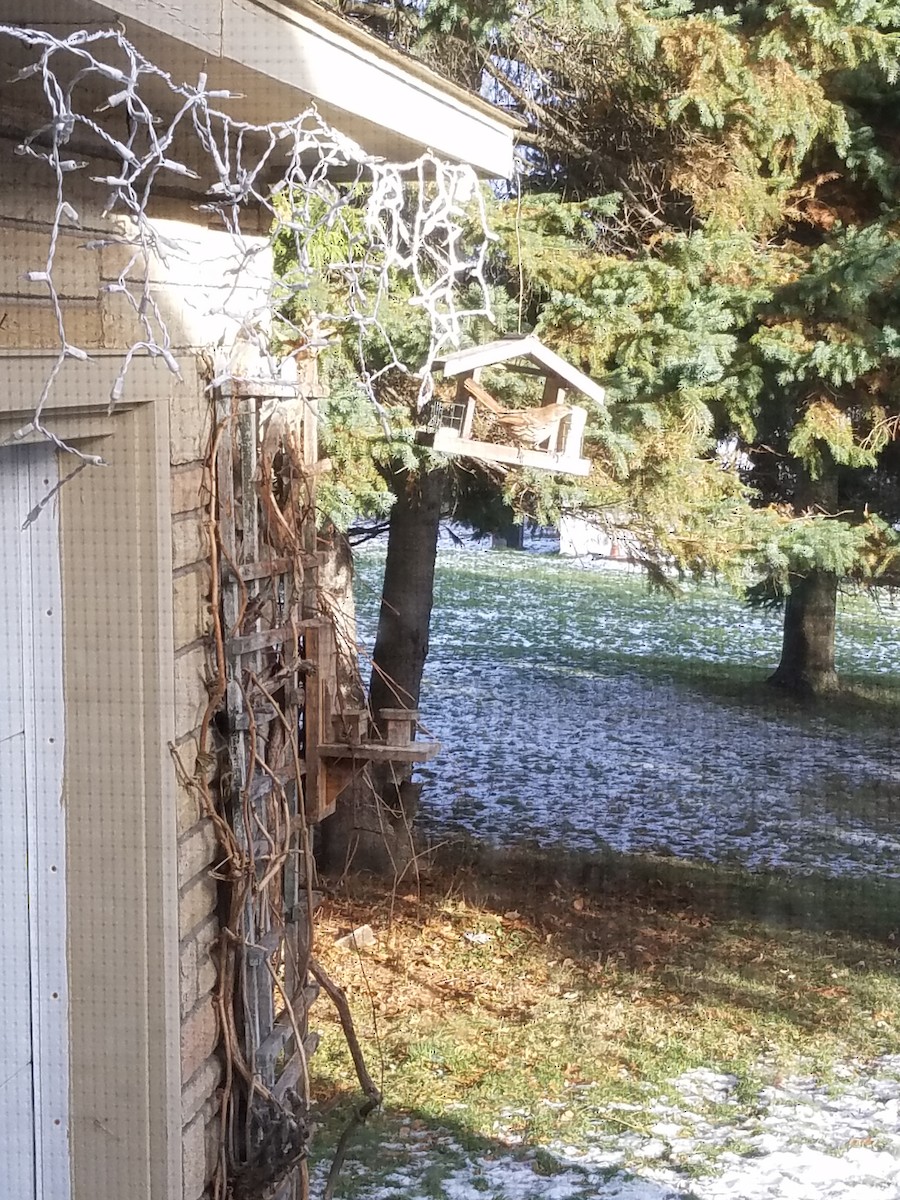 Brown Thrasher - ML134831091