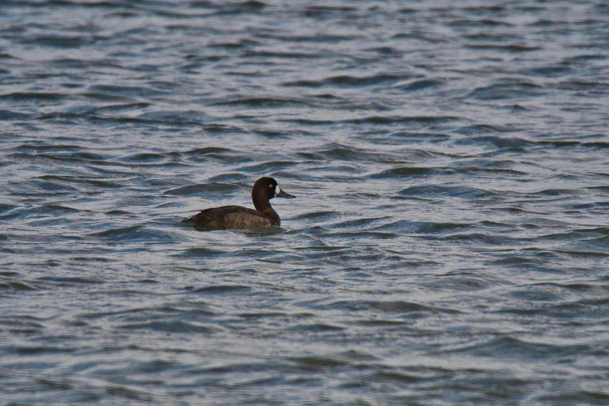 Greater Scaup - Les R Becker