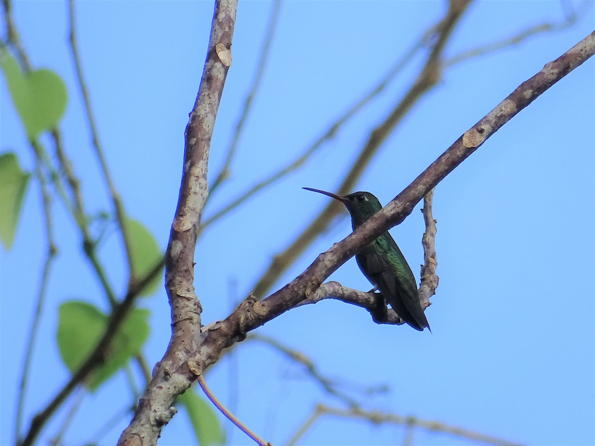 kolibřík tropický - ML134833261