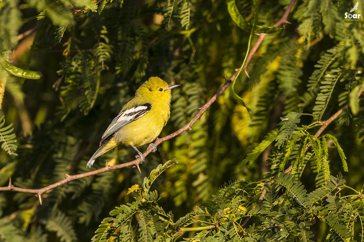 White-tailed Iora - ML134833401