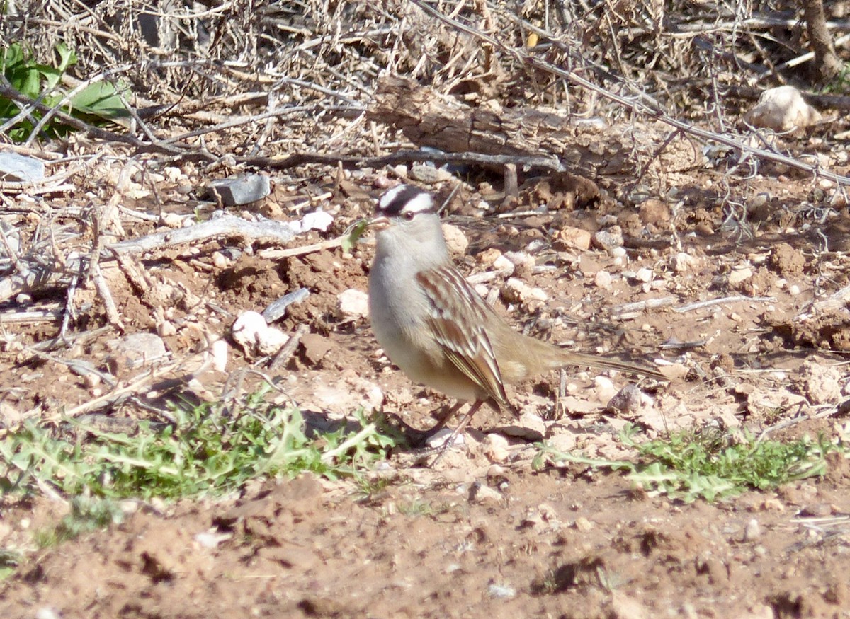 White-crowned Sparrow (Dark-lored) - Rick Taylor