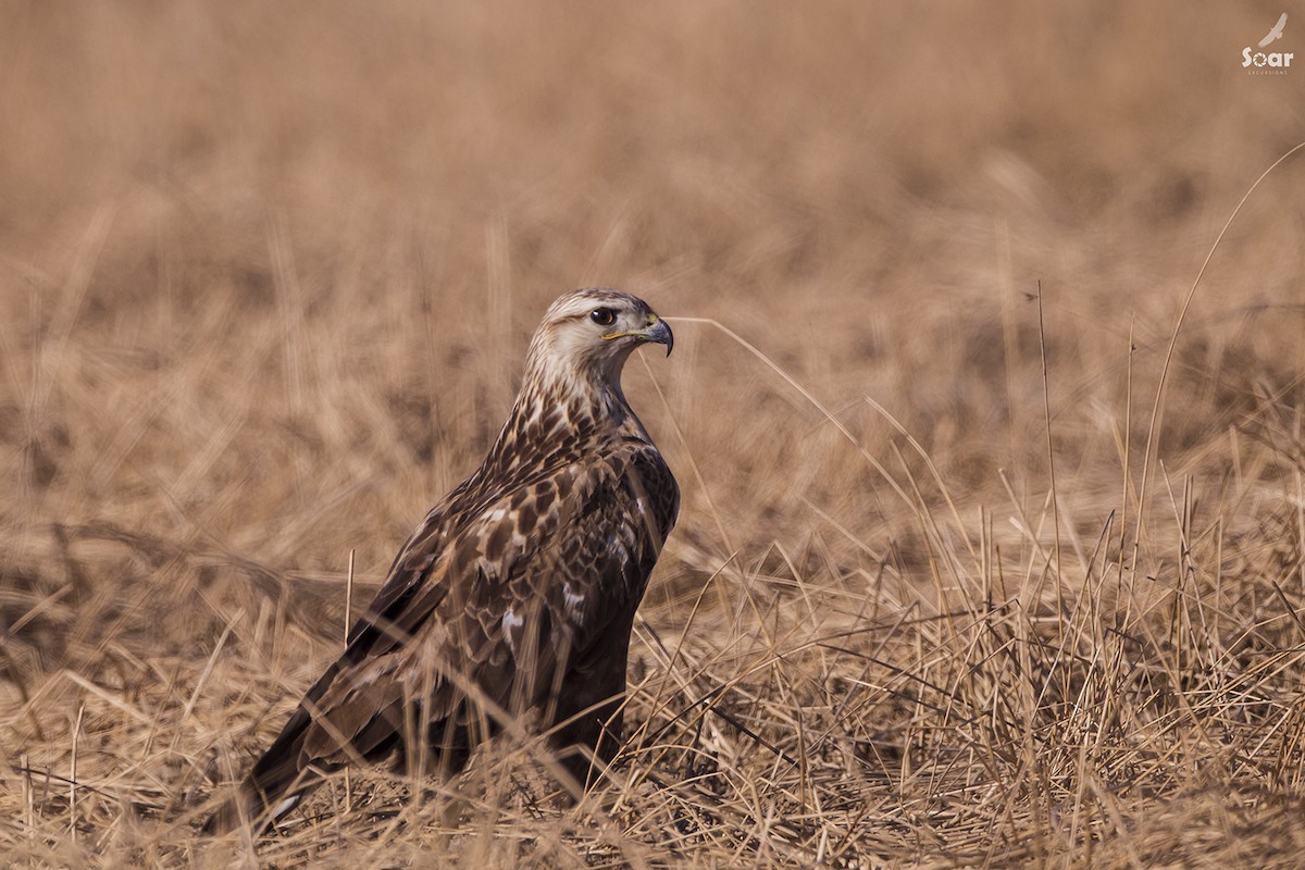 Long-legged Buzzard - ML134833841