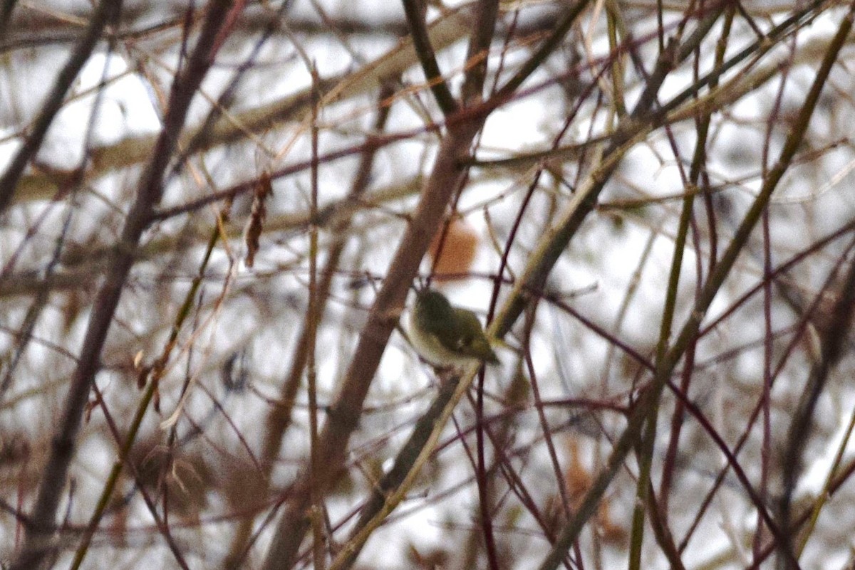 Ruby-crowned Kinglet - irina shulgina