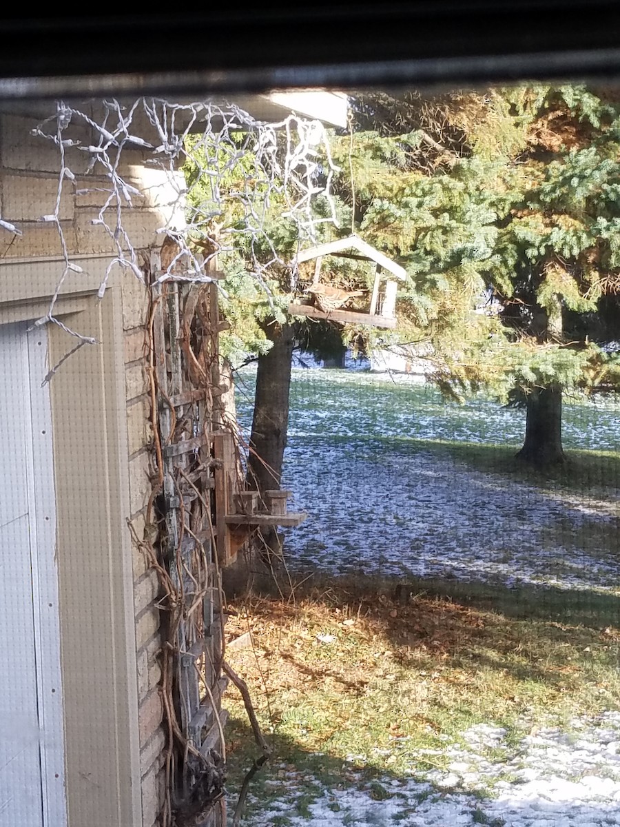 Brown Thrasher - ML134834081