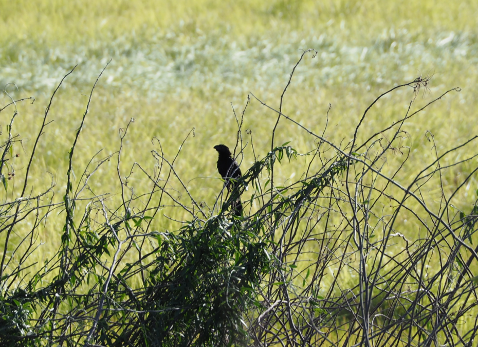 Groove-billed Ani - ML134834391