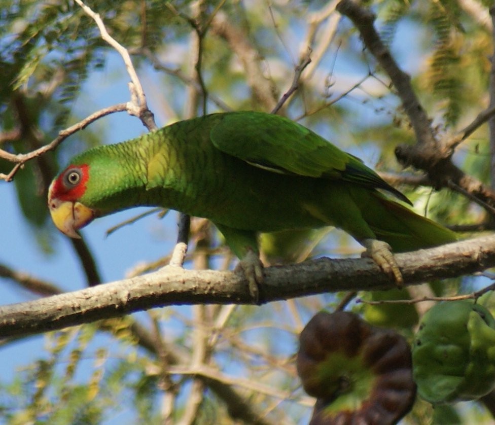 White-fronted Parrot - ML134835881
