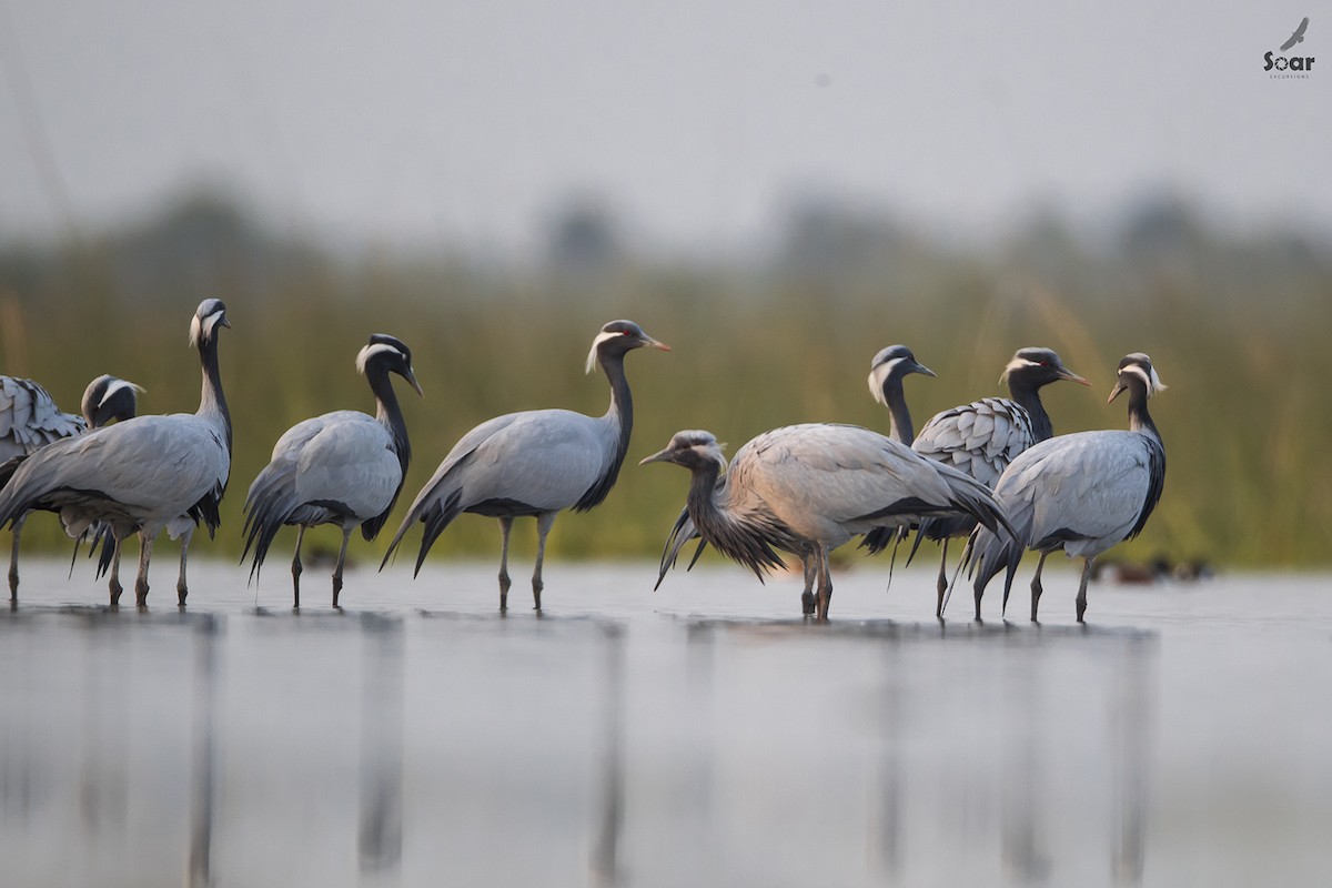 Demoiselle Crane - ML134836281