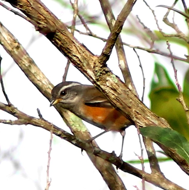 Gray-throated Warbling Finch - Pedro Ayres