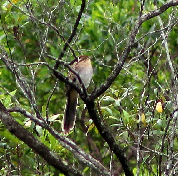 Striped Cuckoo - ML134837261