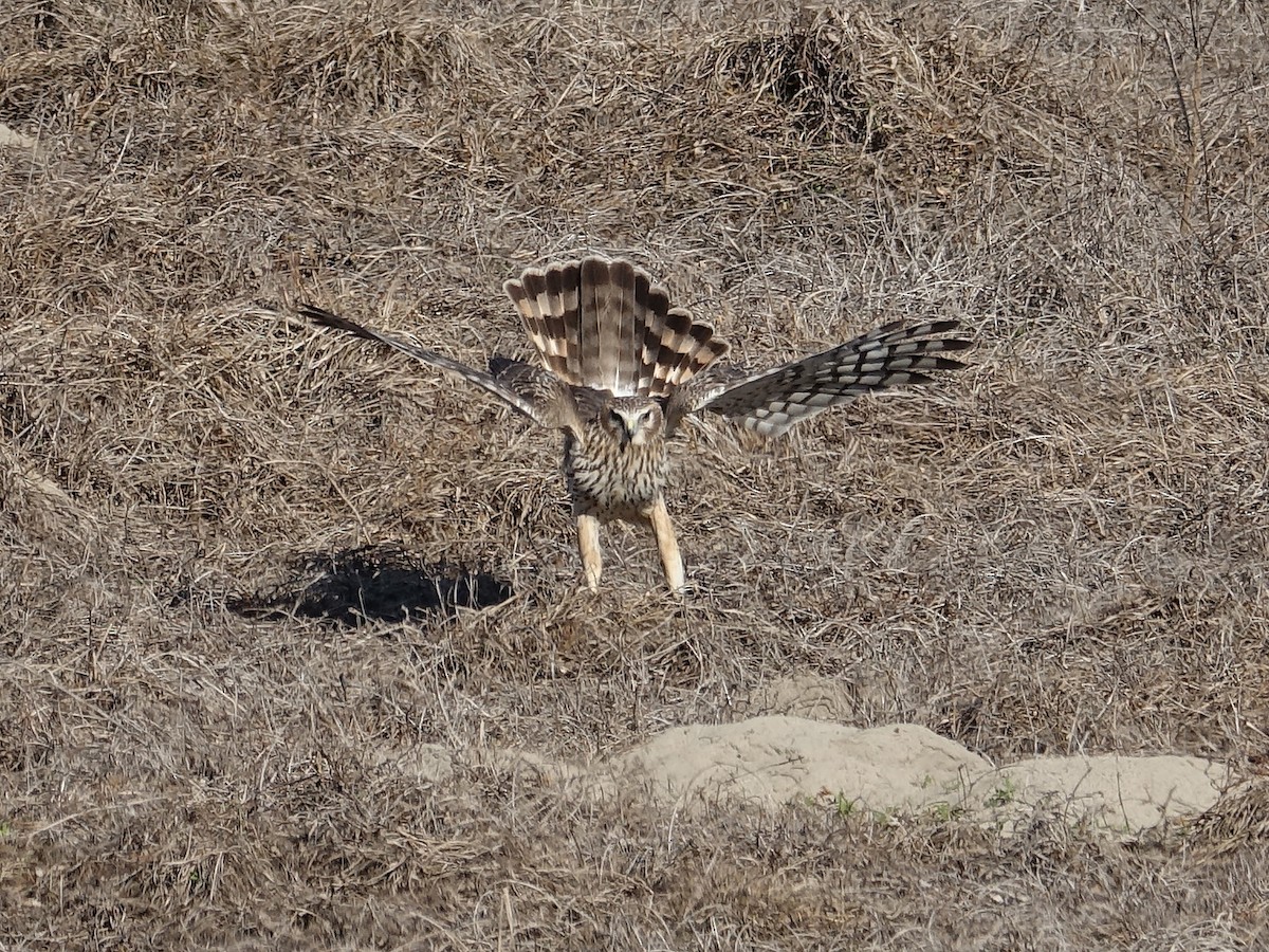 Northern Harrier - ML134838971