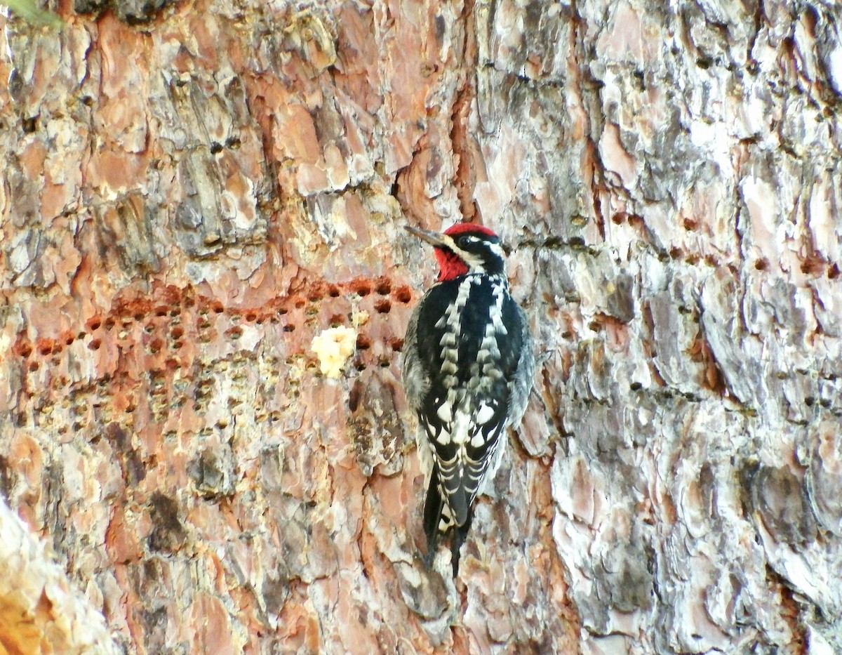 Red-naped Sapsucker - ML134839601