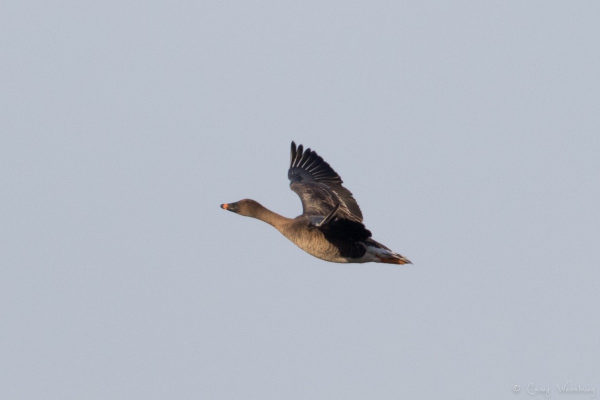 Tundra Bean-Goose - Casey Weissburg