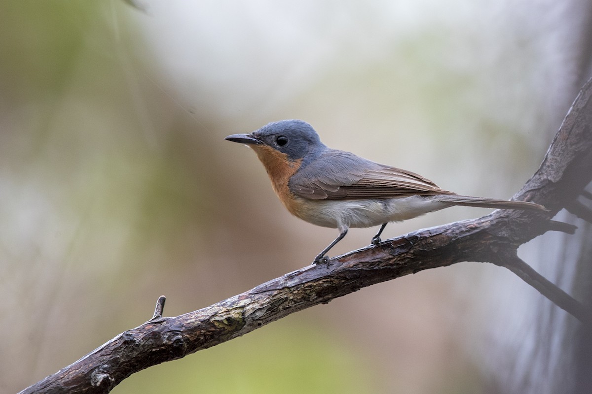 Broad-billed Flycatcher - Laurie Ross | Tracks Birding & Photography Tours