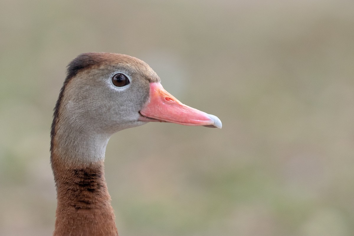 Black-bellied Whistling-Duck - Cory Gregory