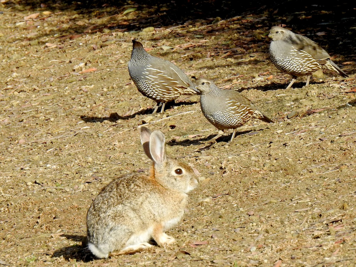 California Quail - ML134843941