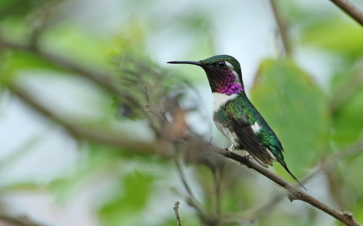 Colibrí de Esmeraldas - ML134844411