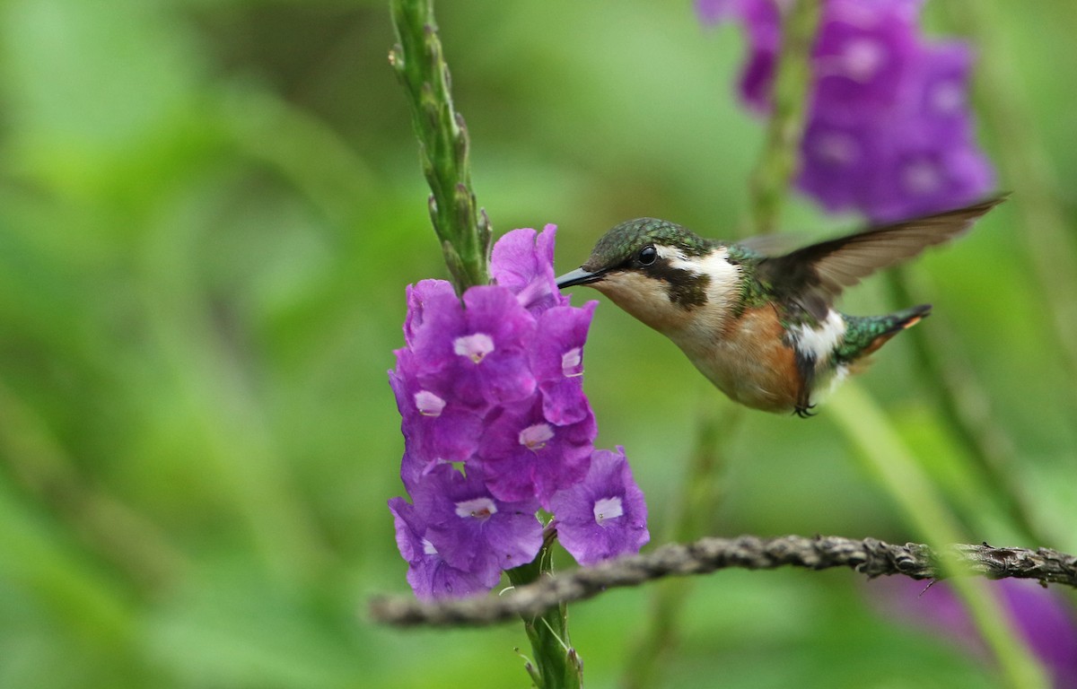 Colibri de Berlepsch - ML134844491