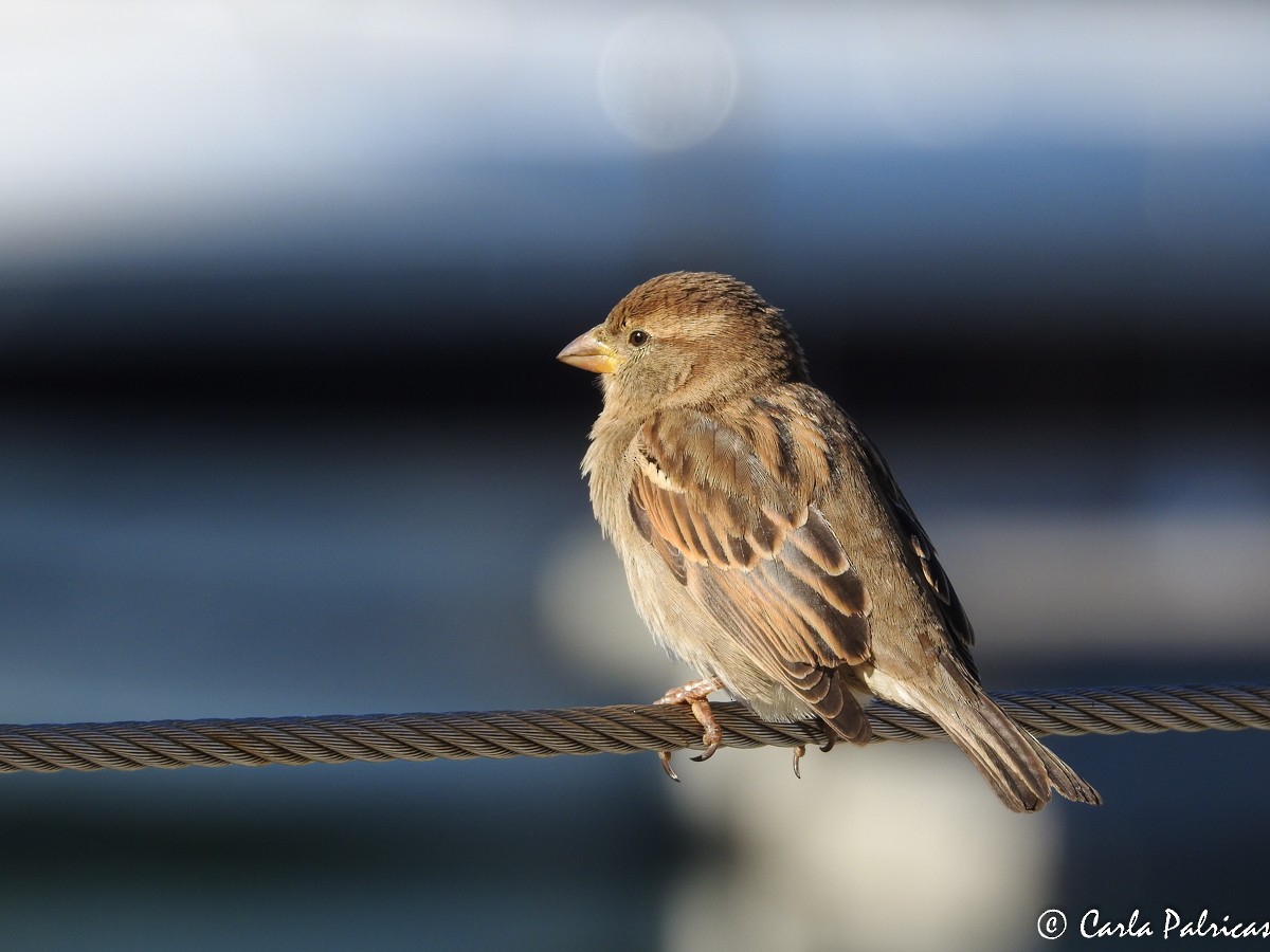 House Sparrow - ML134844561