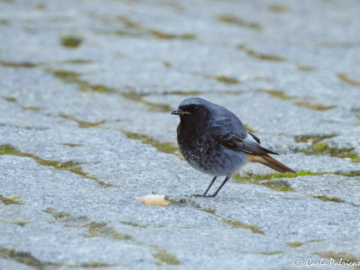 Black Redstart - ML134844971