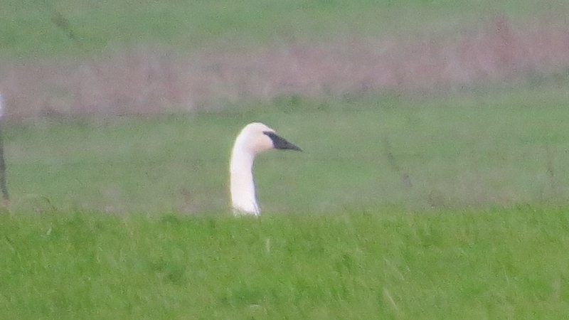 Trumpeter Swan - ML134845051