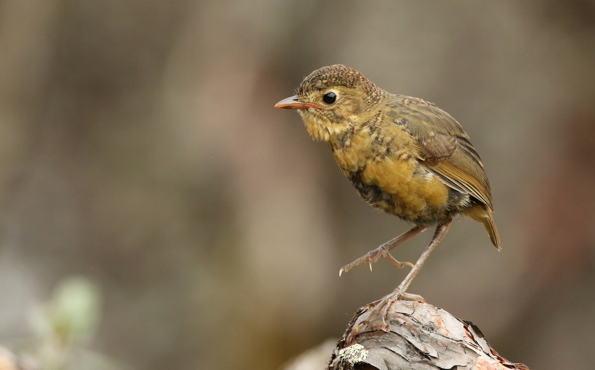 Tawny Antpitta - ML134845601