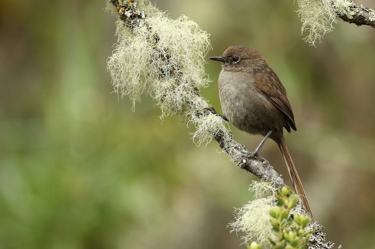 Mouse-colored Thistletail - Luke Seitz