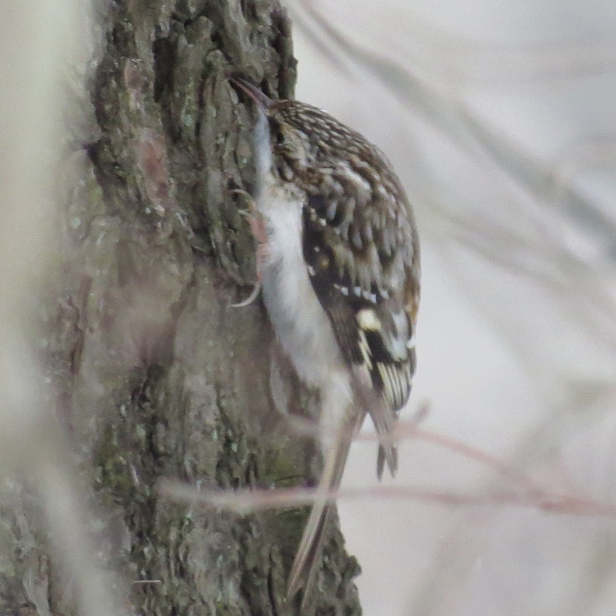 Brown Creeper - ML134847531