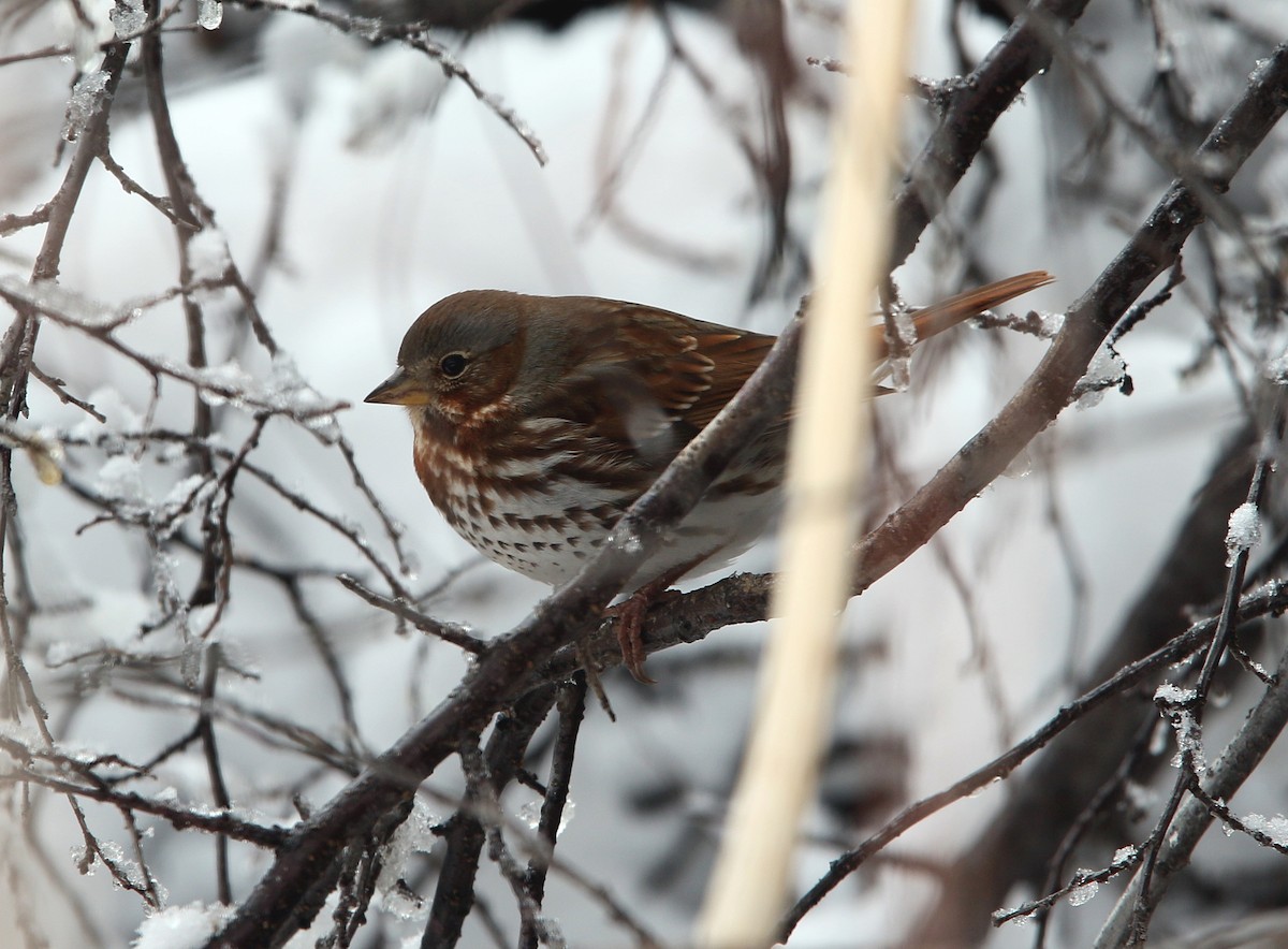 Fox Sparrow (Red) - ML134847661