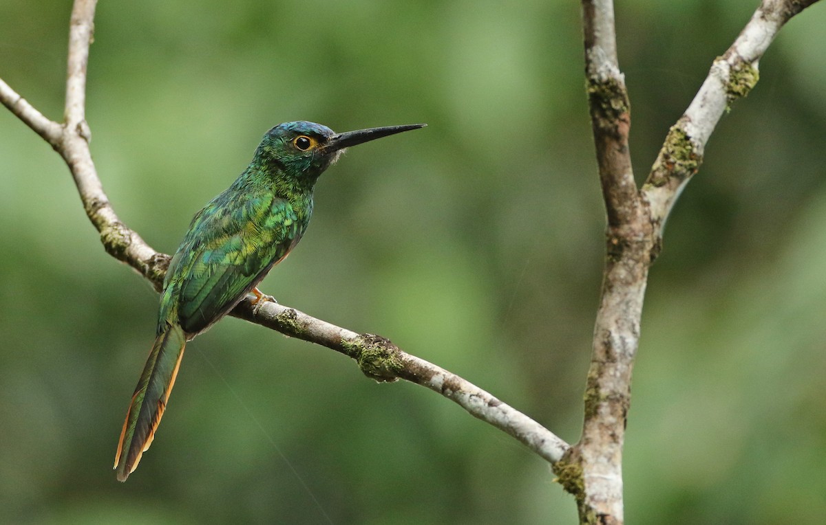 Coppery-chested Jacamar - Luke Seitz