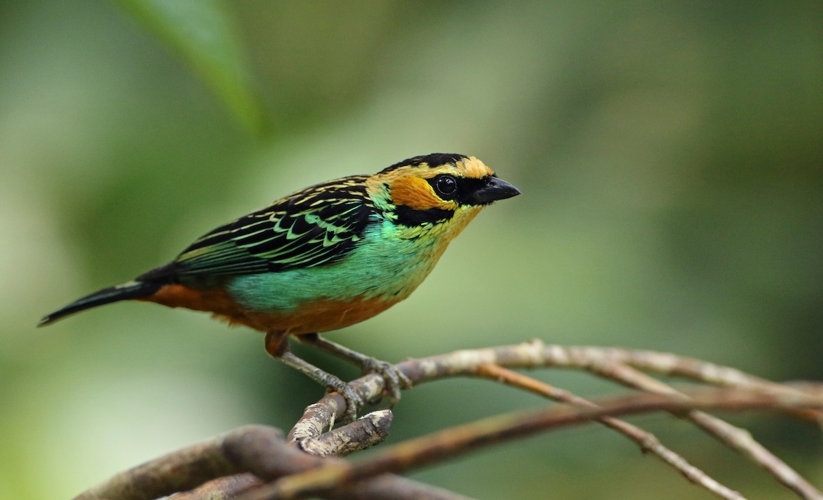 Golden-eared Tanager - Luke Seitz