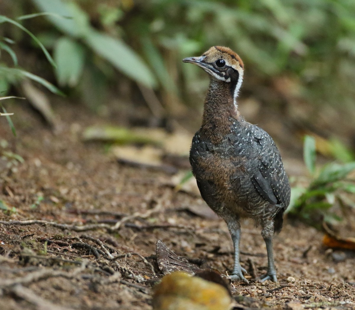 Gray Tinamou - ML134848271