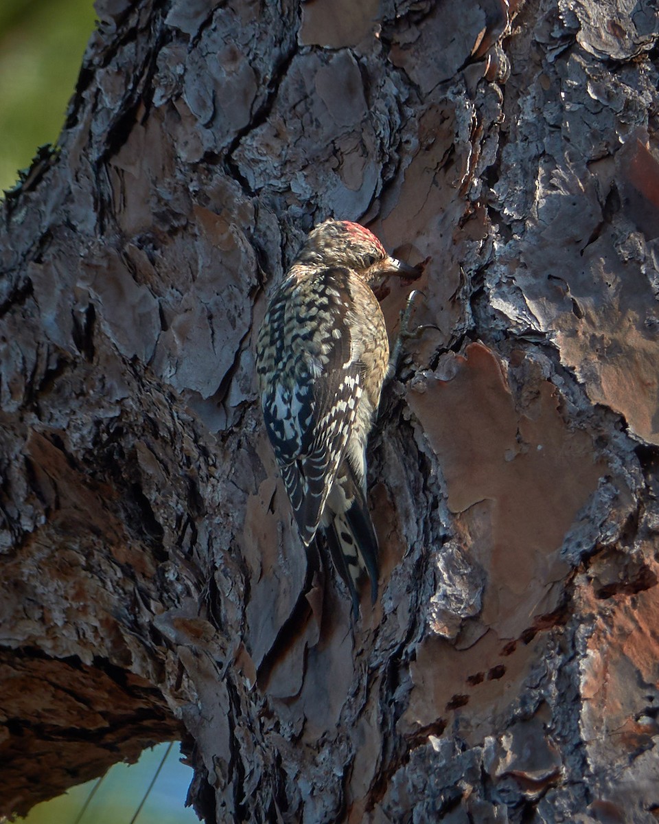 Yellow-bellied Sapsucker - ML134850031