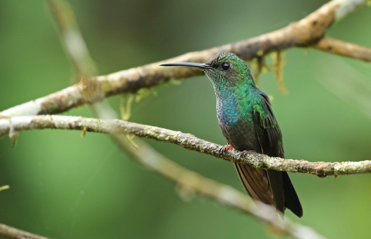 White-vented Plumeleteer (Ecuadorian) - Luke Seitz