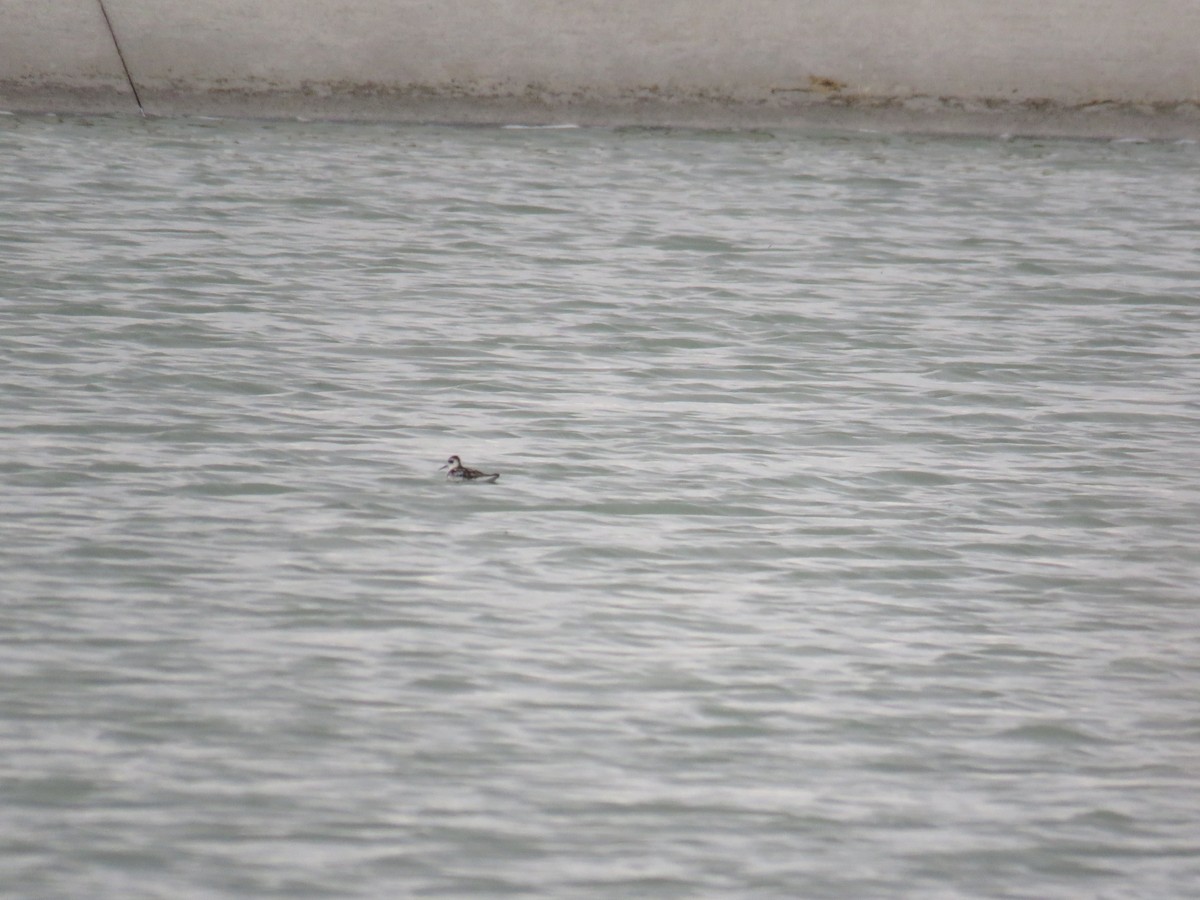 Нарийн сэлээхэй - ML134850721