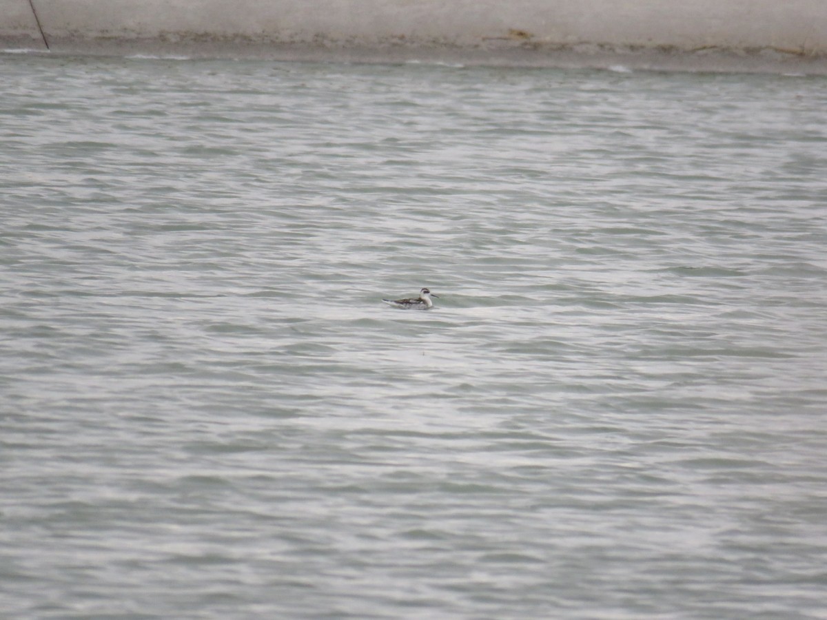 Нарийн сэлээхэй - ML134850791