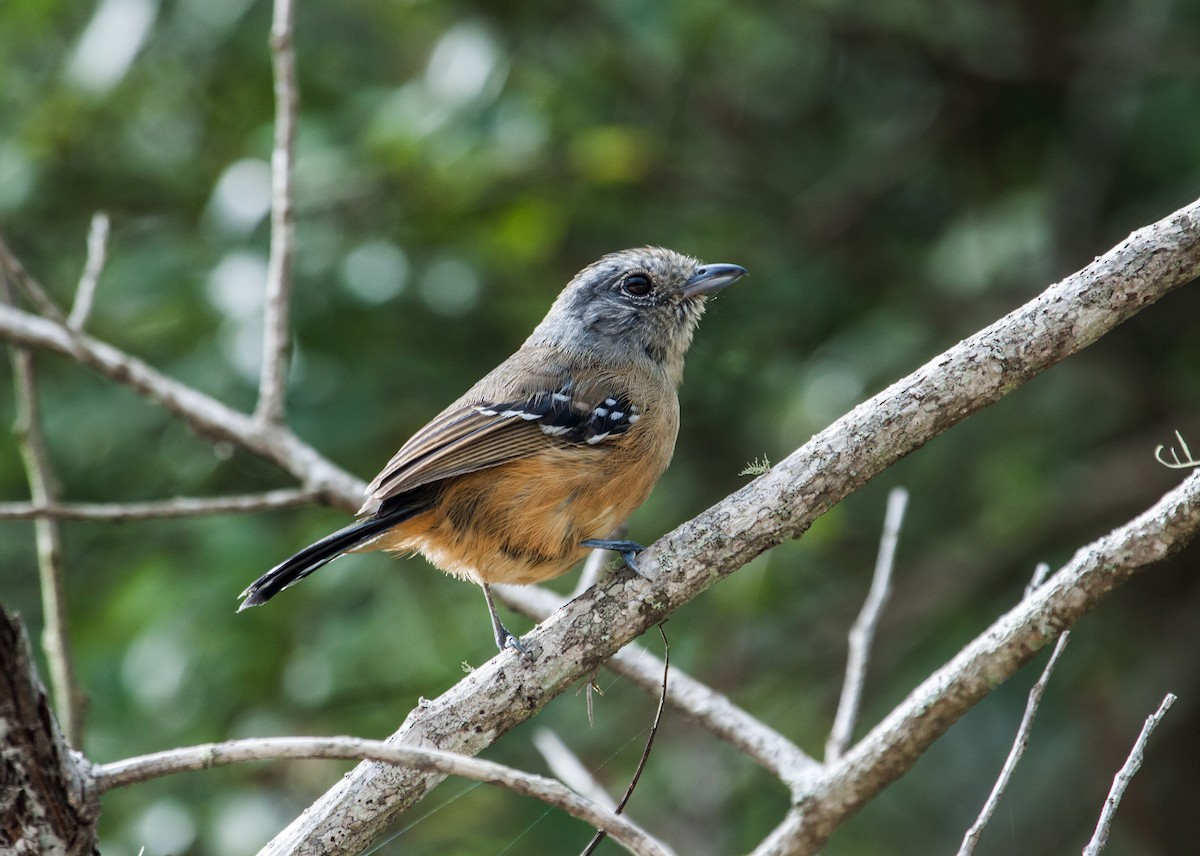 Variable Antshrike - ML134851511