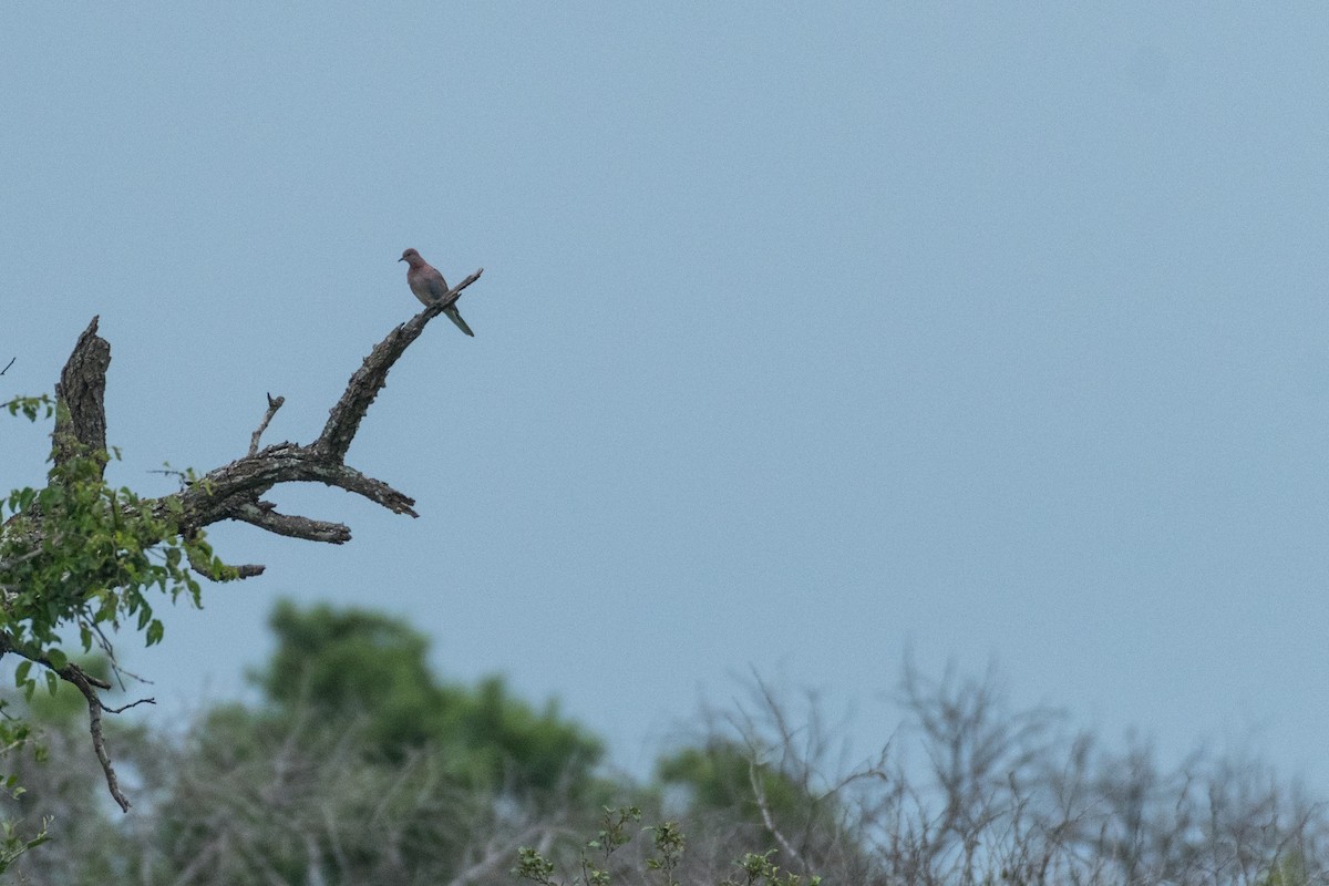 Laughing Dove - Raphaël Nussbaumer