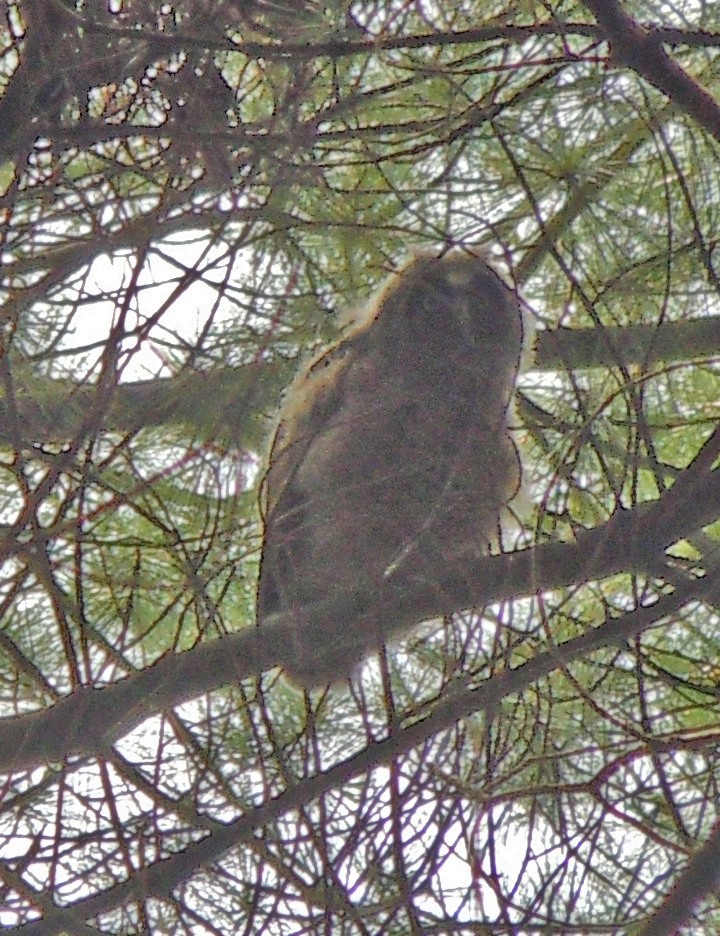 Long-eared Owl - ML134855191