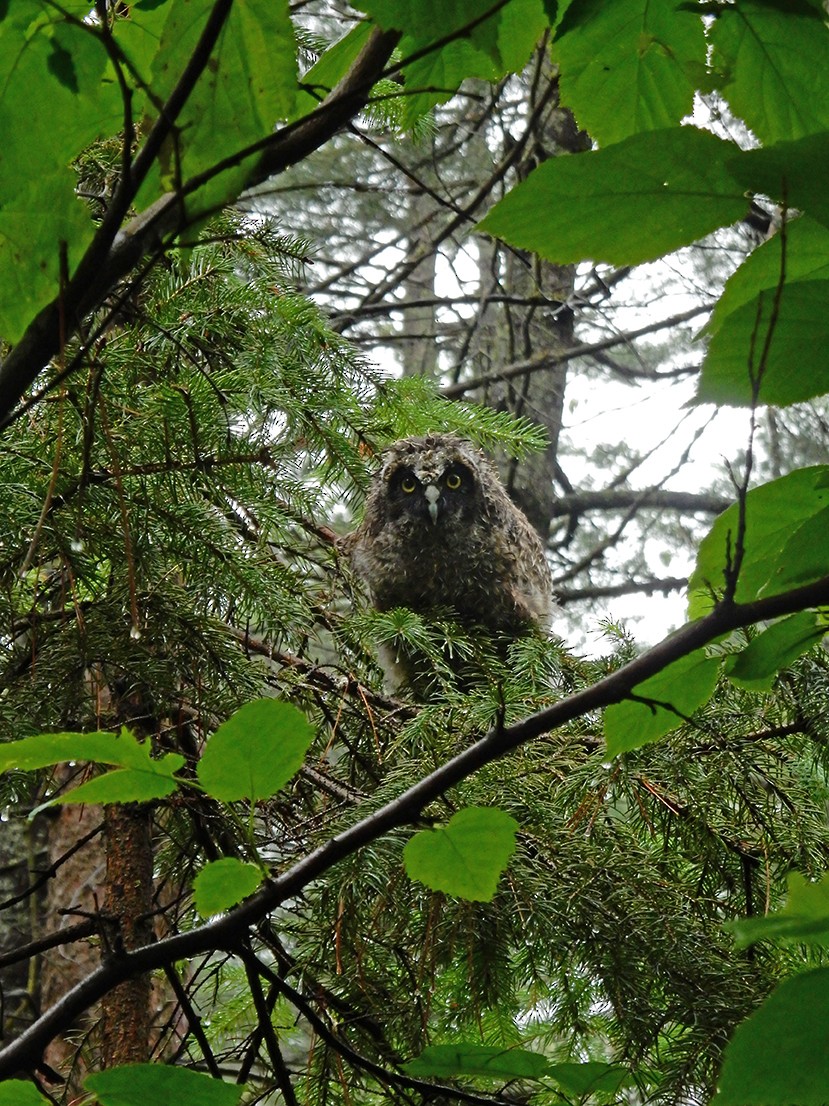 Long-eared Owl - ML134855821