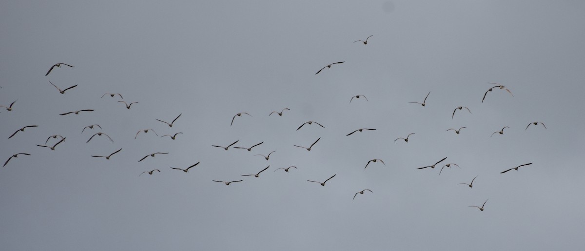 Long-billed Curlew - ML134855981