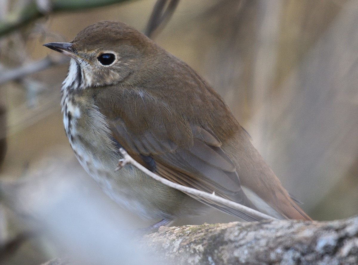 Hermit Thrush - ML134857451