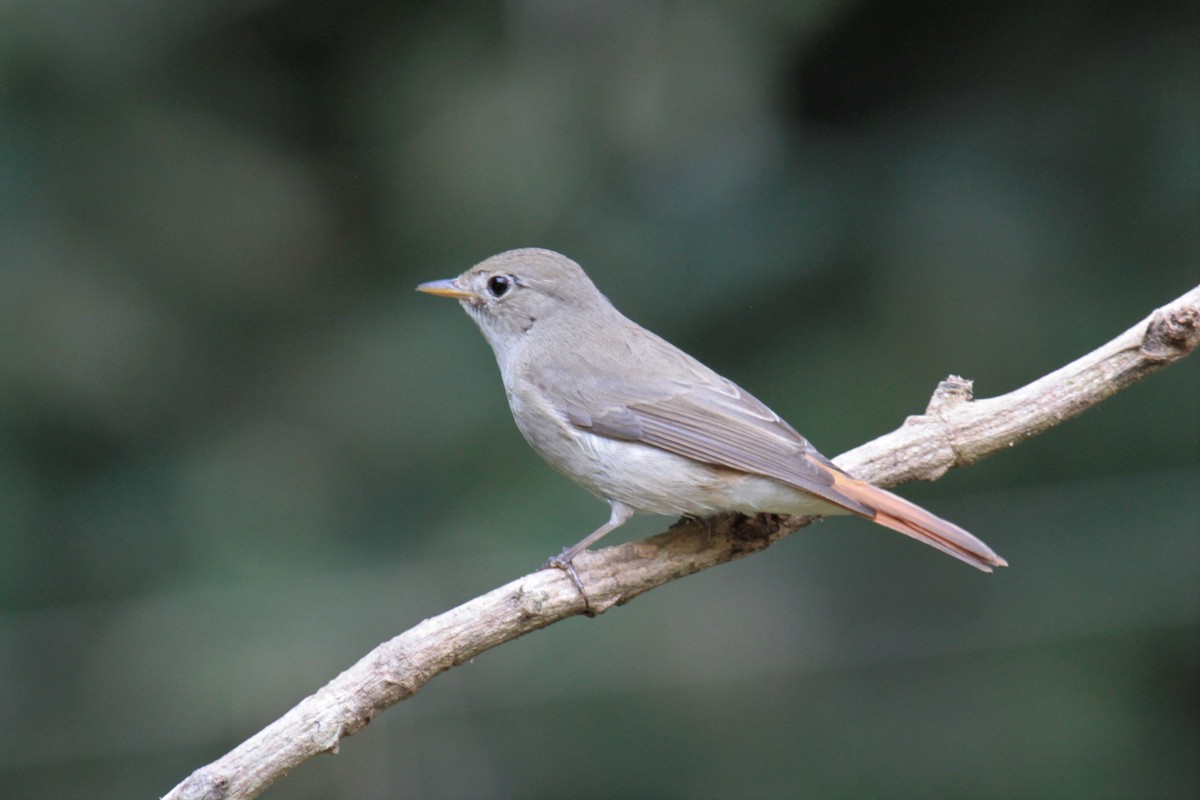 Rusty-tailed Flycatcher - ML134860001