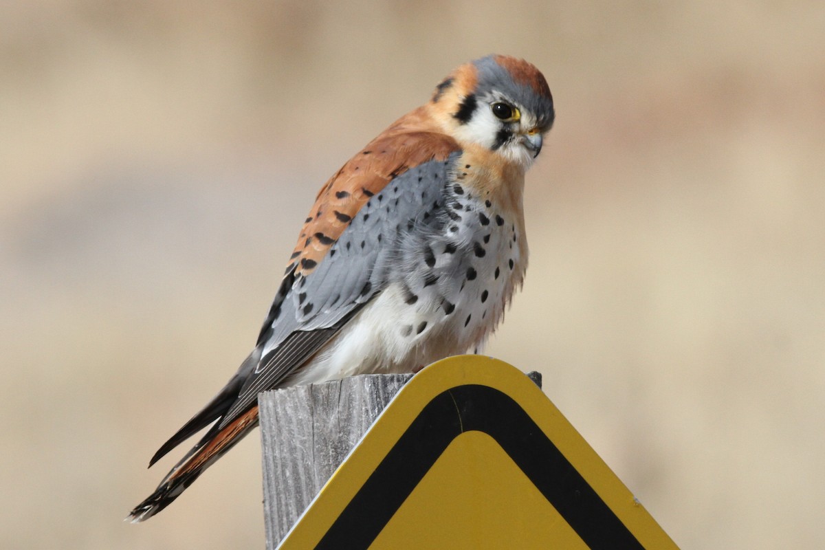 American Kestrel - ML134860141