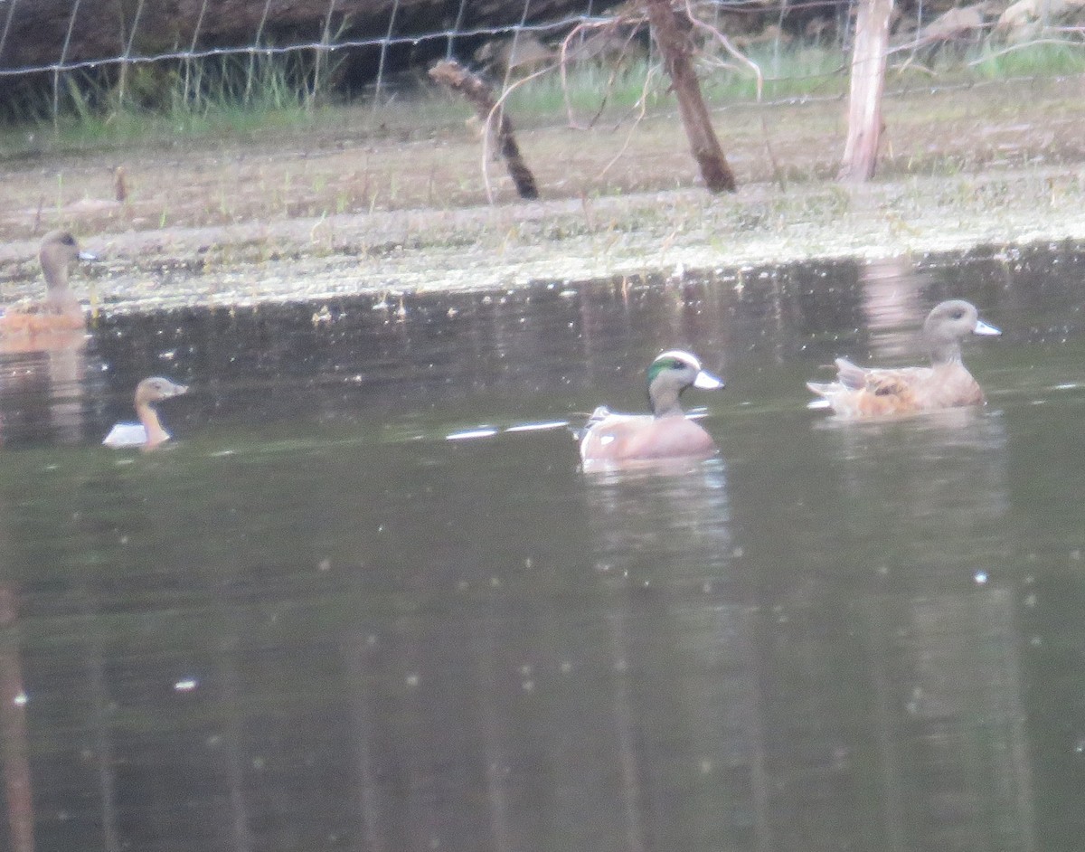 American Wigeon - ML134860241