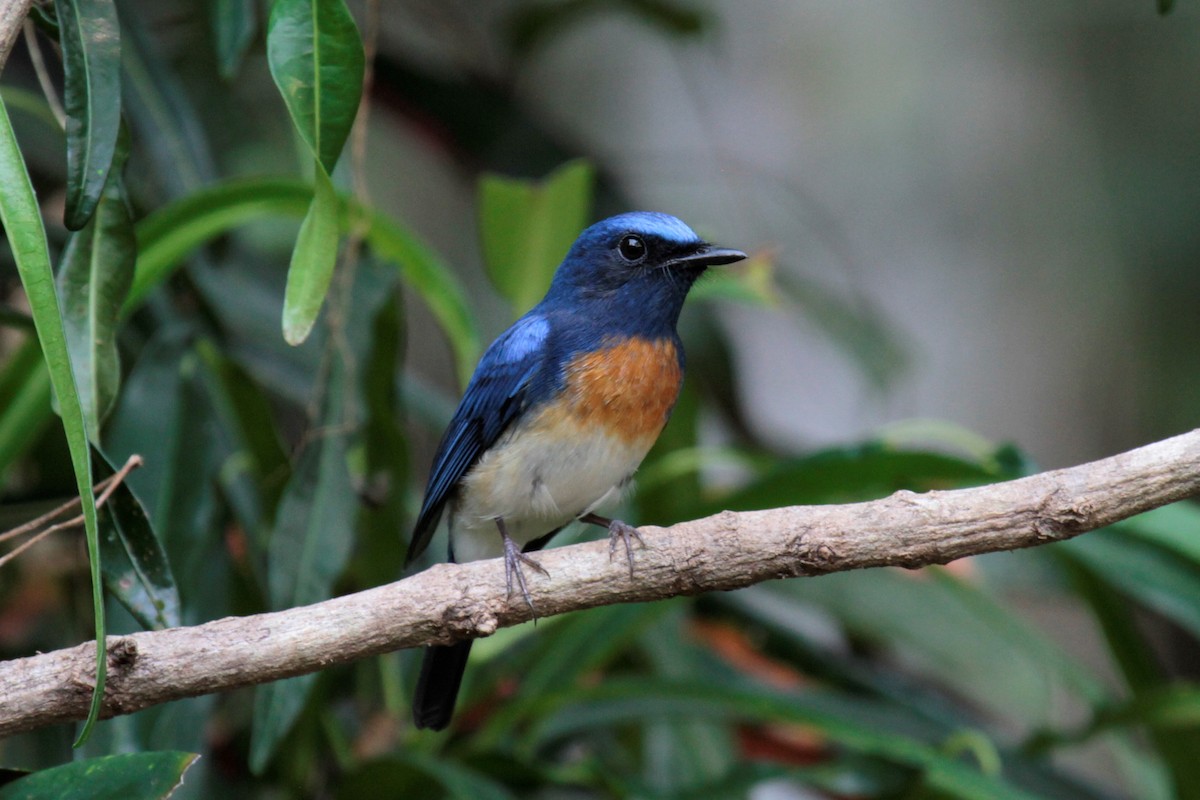 Blue-throated Flycatcher - ML134860531